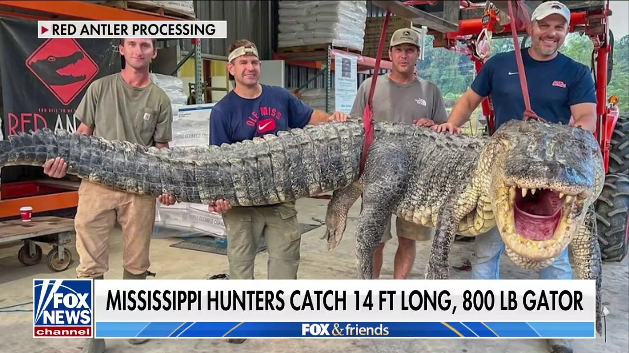 800-pound, 14-foot alligator caught in Mississippi breaks harvest record:  'A lot of leather