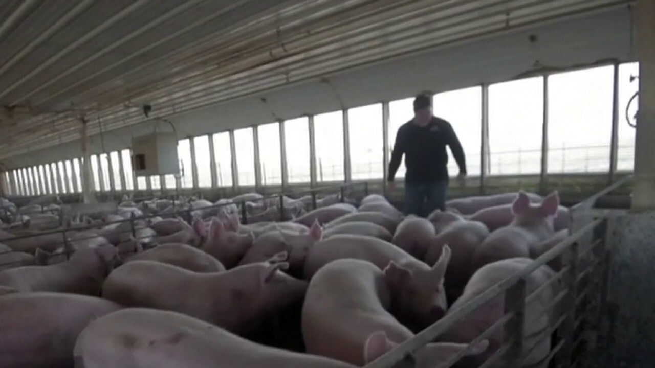 North Carolina pork producer on struggles of hog farmers amid pandemic