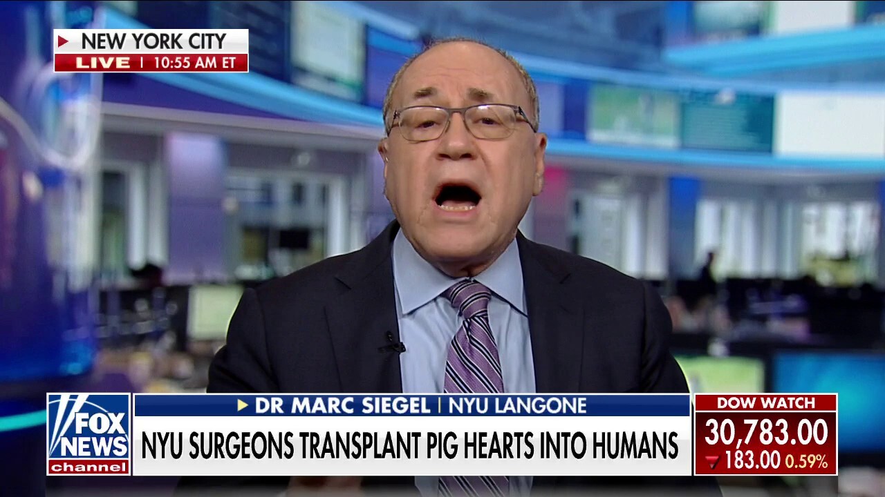 NYU Langone Health surgeons  successfully transplant pig hearts into humans  