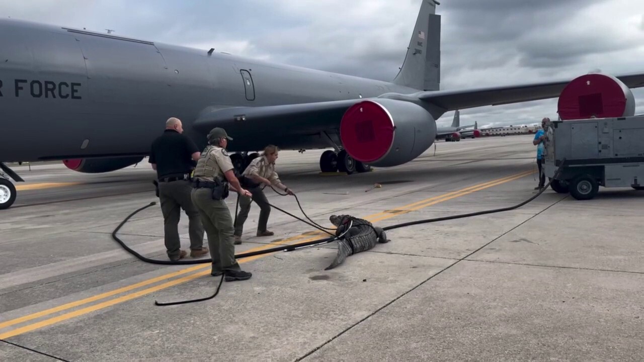 Florida Fish and Wildlife officers wrangle alligator on MacDill Air Force Base tarmac