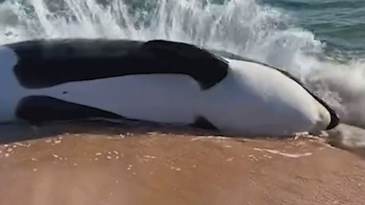 Killer whale found dead on Florida beach was not pregnant, showed signs of 'various illnesses'