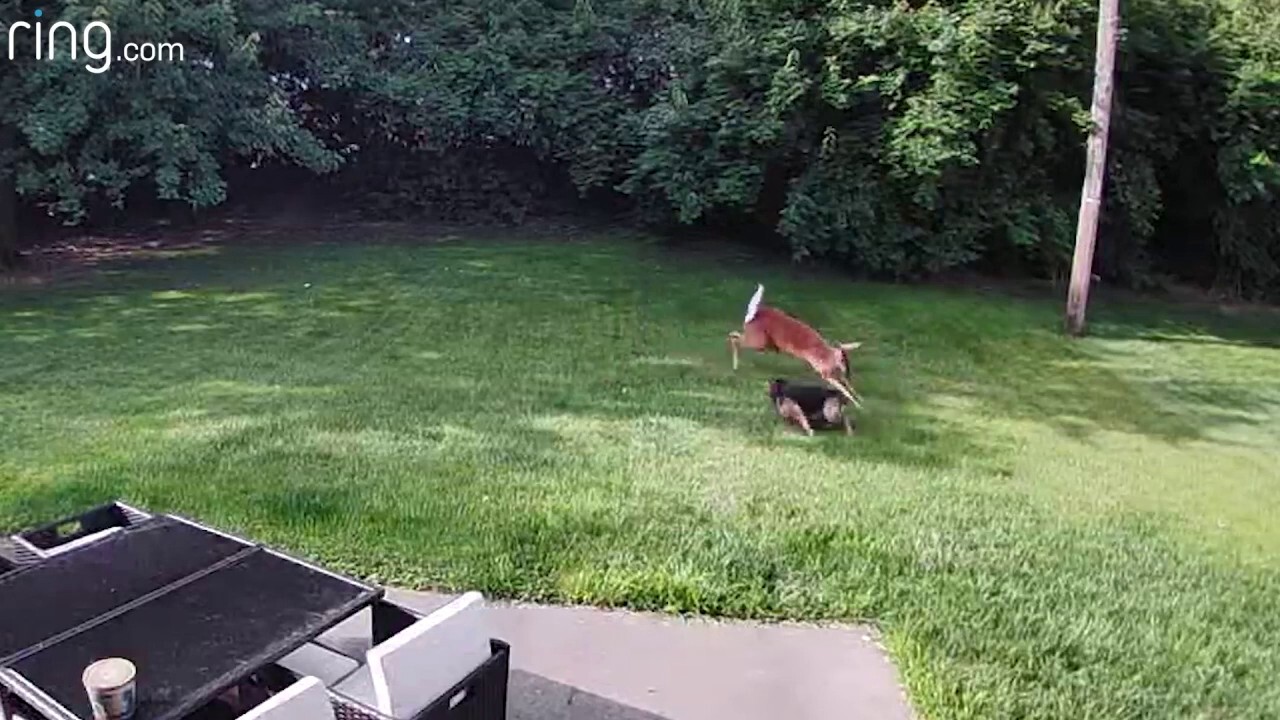 Dog and deer caught playing a game of tag in yard by Ring camera