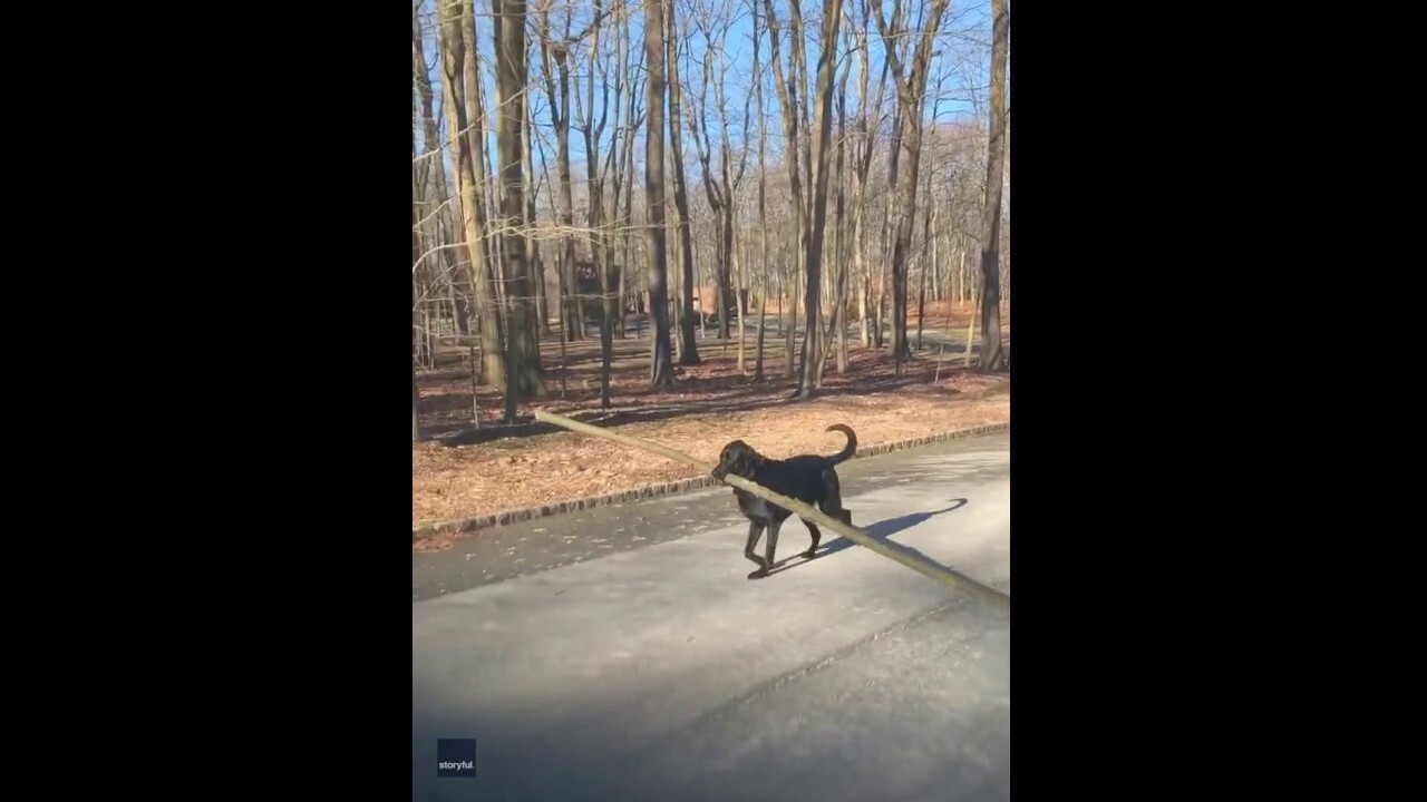 New Jersey rescue dog fetches huge stick with great pride