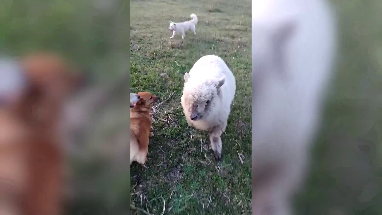 Sheep thinks it’s a dog: See the funny video!