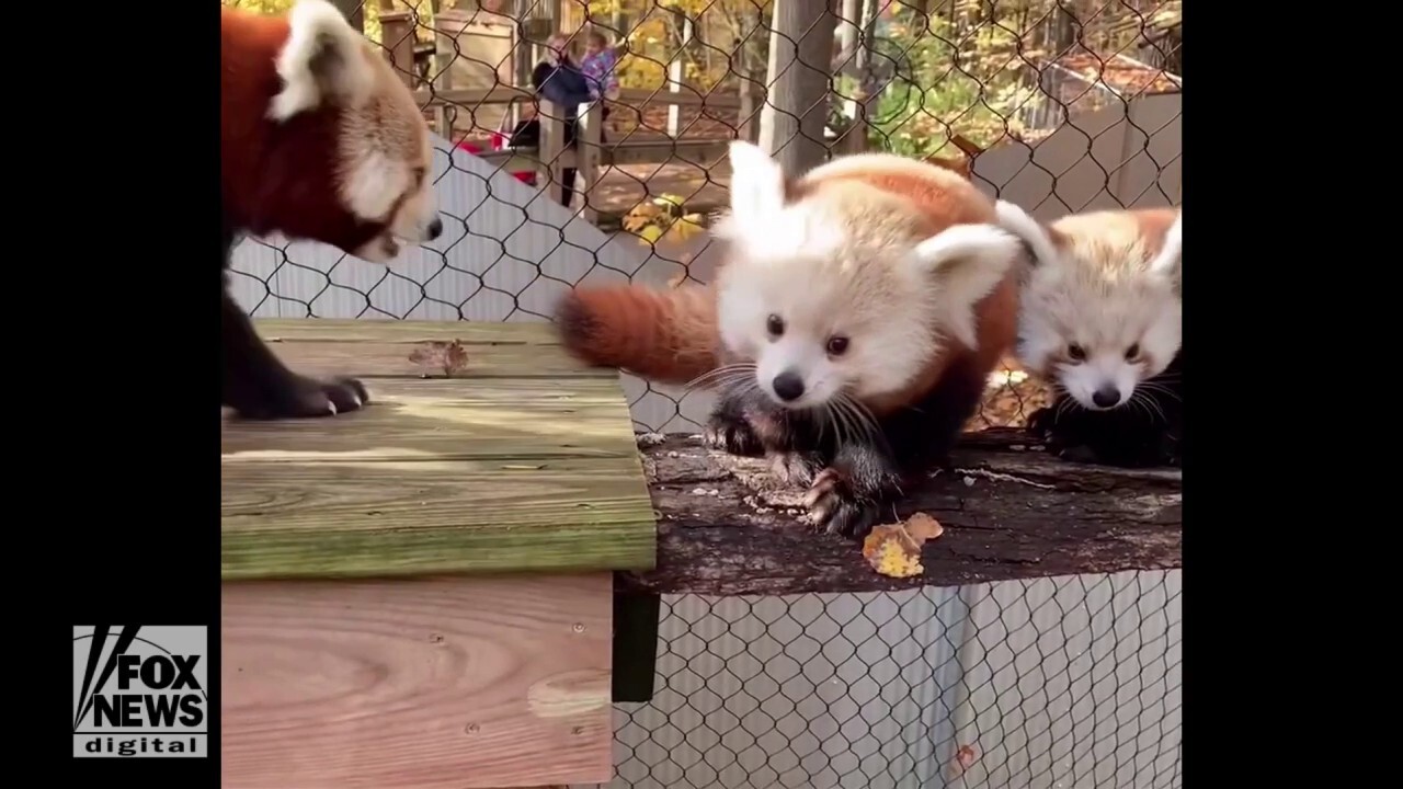 Rare baby red pandas spotted playing in their zoo habitat