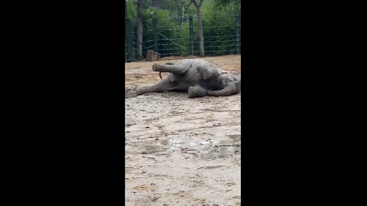 Elephant calf romps in the rain