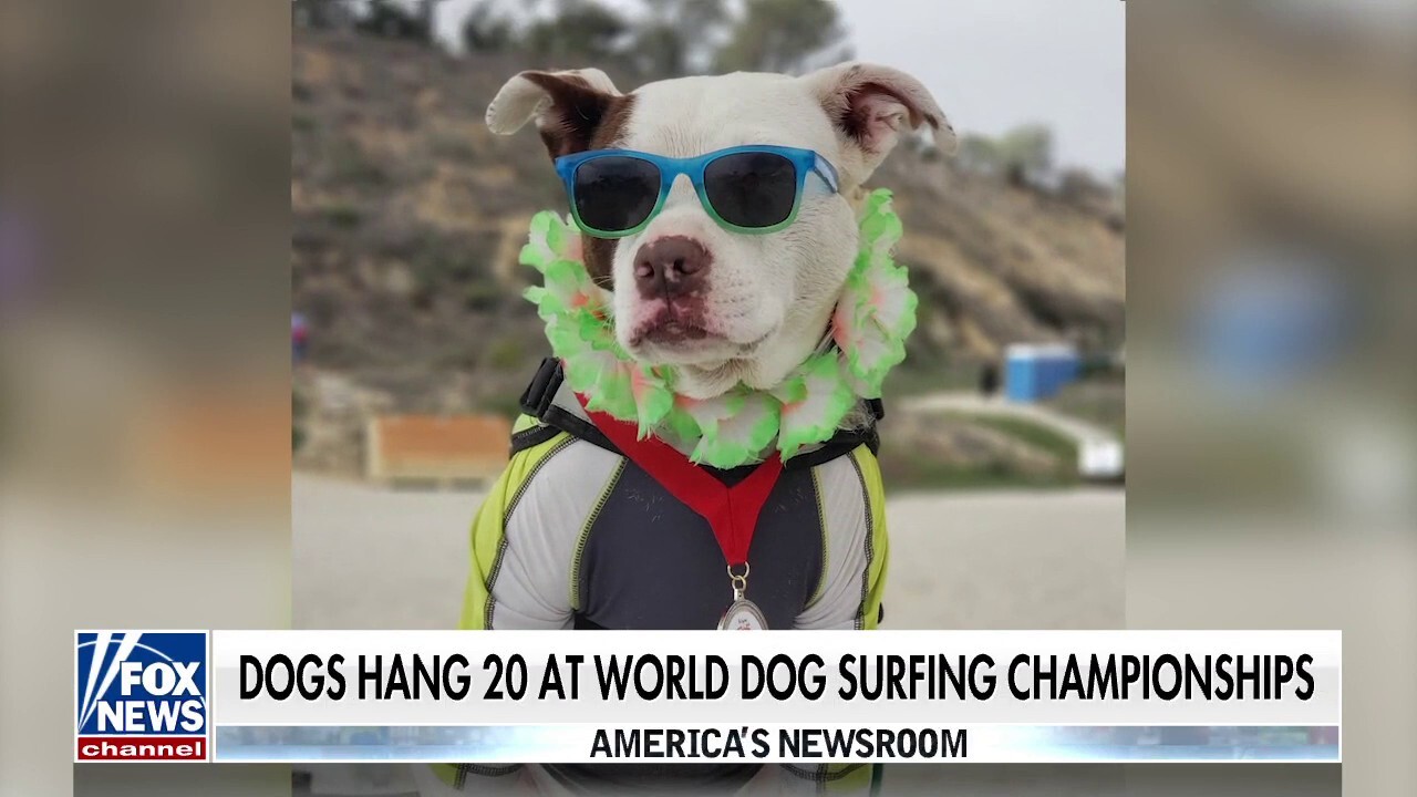 10-year-old rescue pit bull wins World Dog Surfing Championship