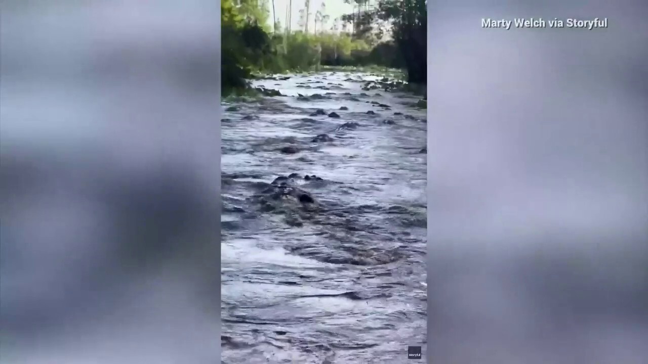 В блатото Окефеноки в Джорджия алигаторите гъмжат по канала във вирусно видео: `Алигаторите навсякъде`