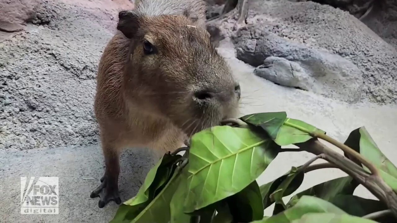 Denver Zoo celebrates ‘Capybara Appreciation Day’