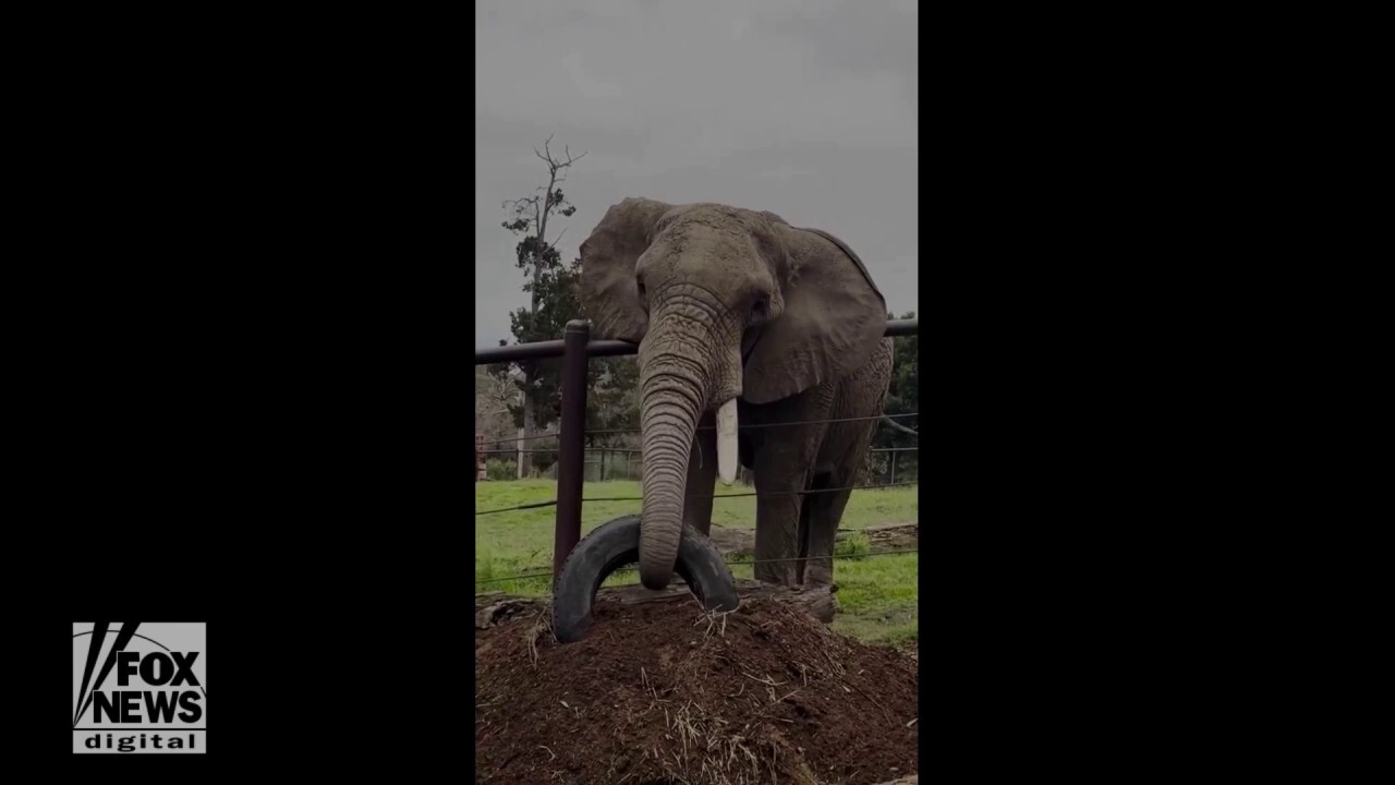 Elephant quickly removes tire from compost pile at Oakland Zoo