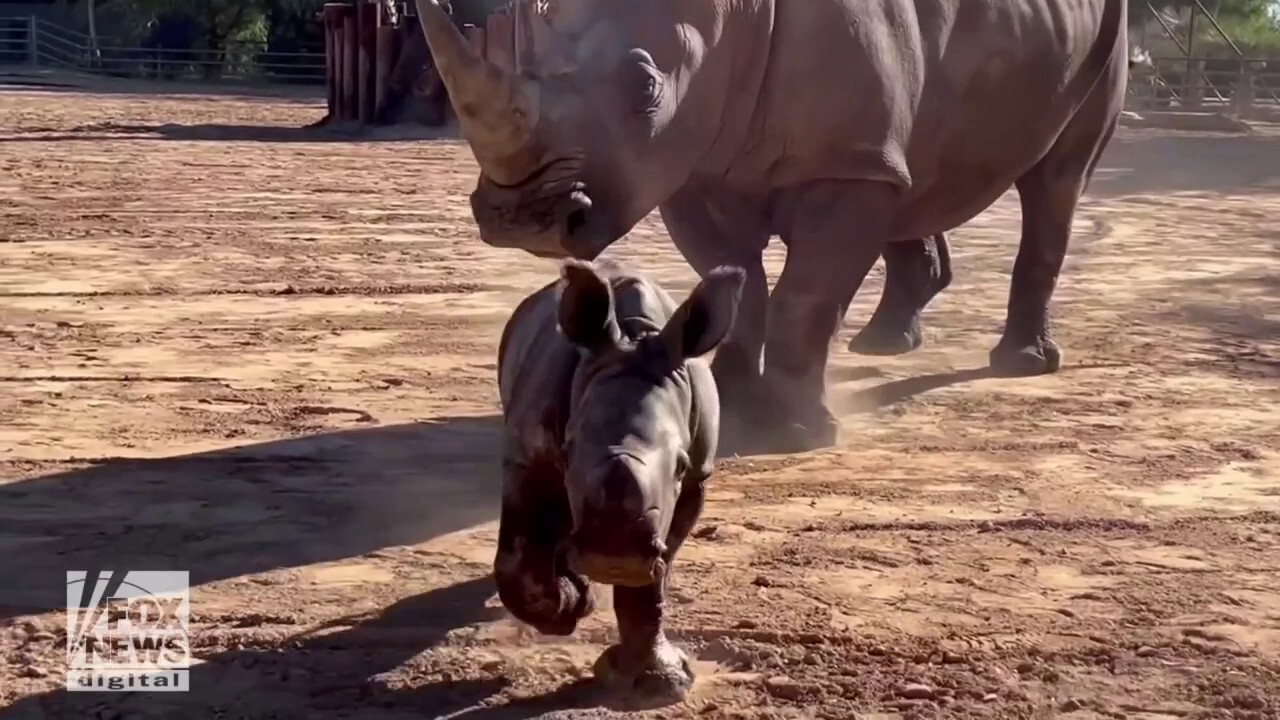 Welcome to the world! First white rhino born in decades in the state of Arizona