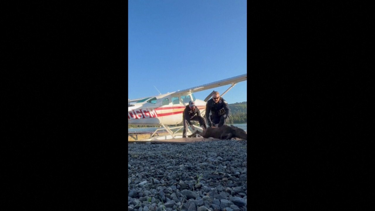 Мъж от Аляска, полицейски служители спасяват бебе лос от „сигурна гибел“, след като се заби в езеро