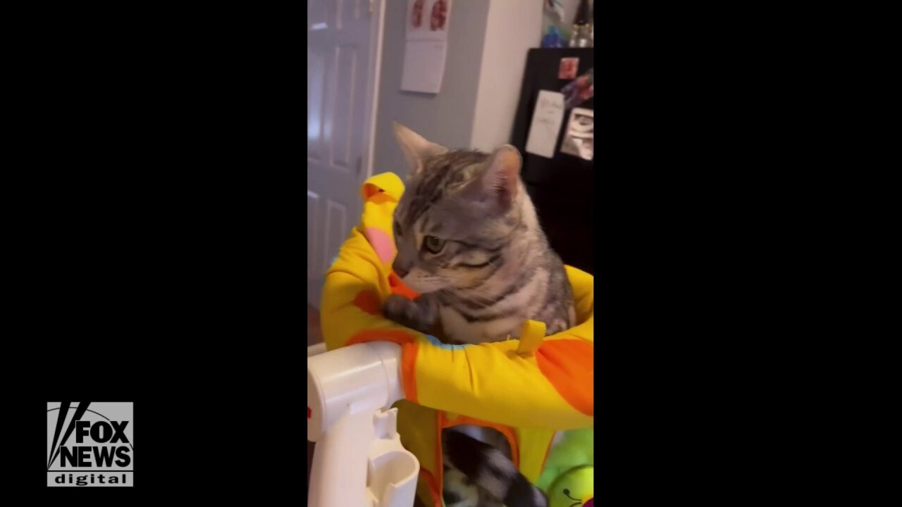Sneaky cat crawls into twin baby's chair — check this out!