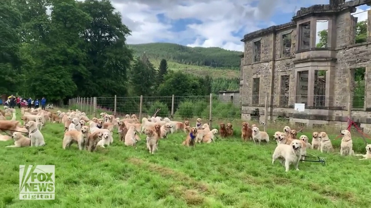 Gaggle of Golden retrievers gather on lawn