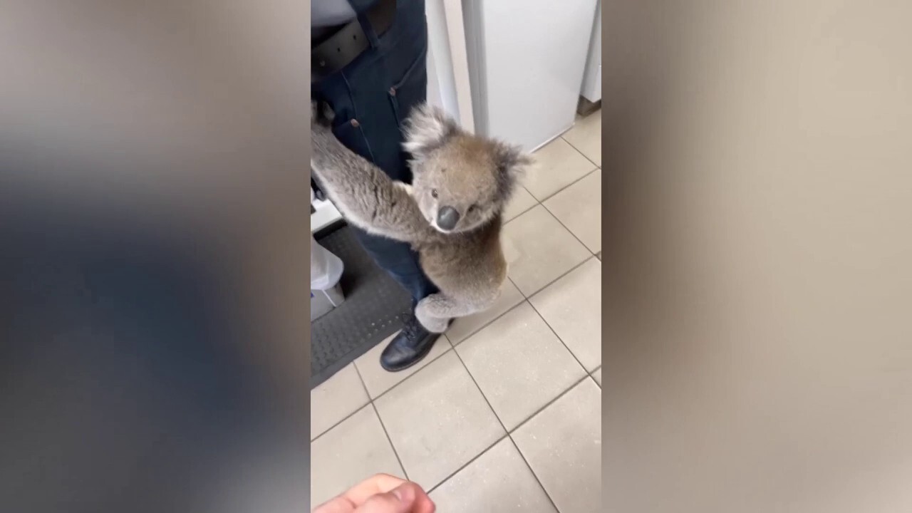 VIDEO: Cuddly koala bear in Australia