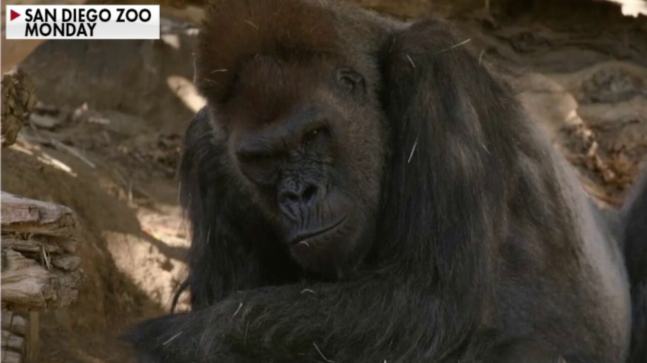 San Diego Zoo reports first cases of coronavirus transmission to apes