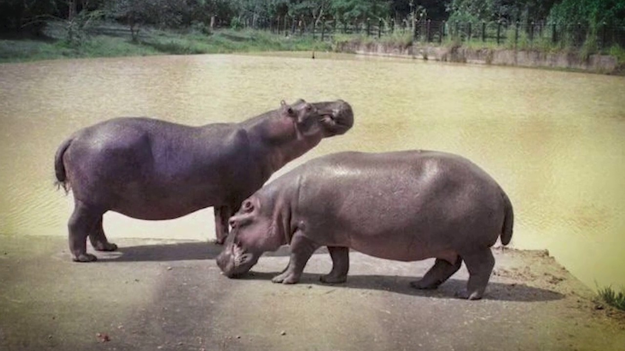 'Cocaine Hippos': How one drug lord's private zoo is destroying one South  American nation's ecosystem