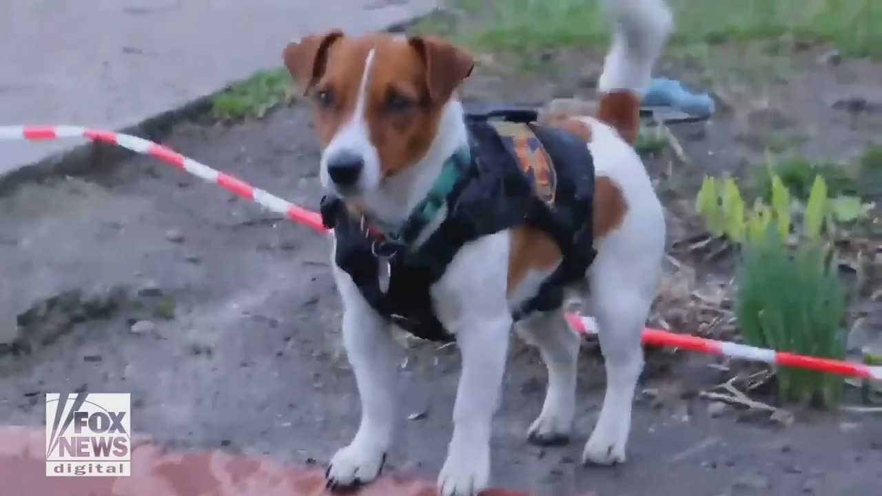 Ukraine's pint-sized bomb-sniffing dog ‘Patron’ has become a hero, a symbol of hope