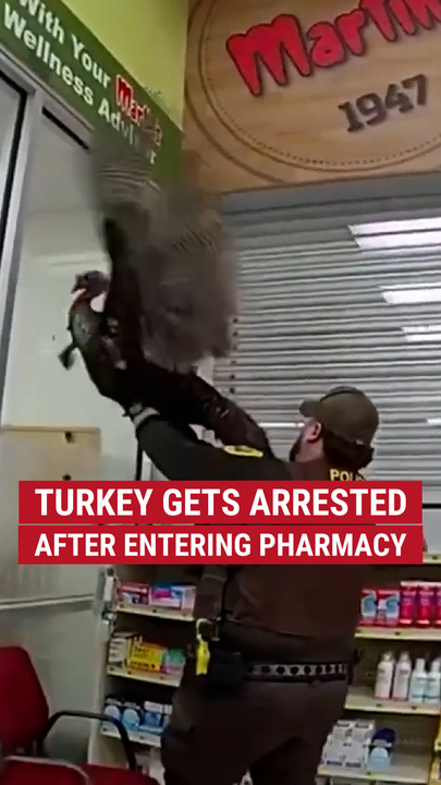 A turkey got arrested aft  trespassing into a pharmacy