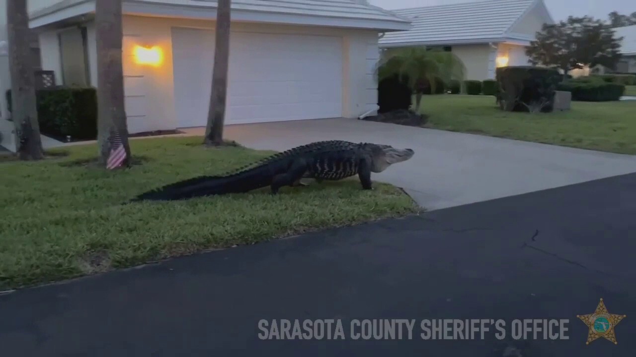 Giant alligator spotted in Florida neighborhood