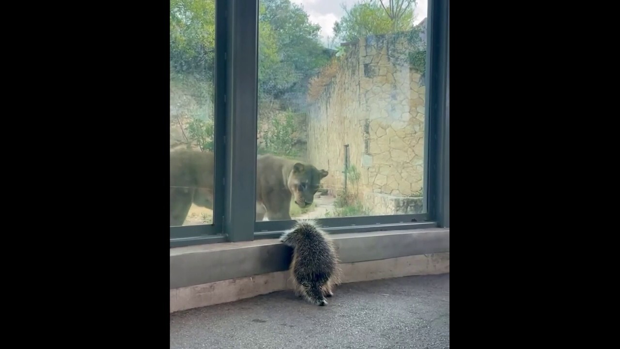  Adorable encounter: Watch this lion try to 'pet' a porcupine