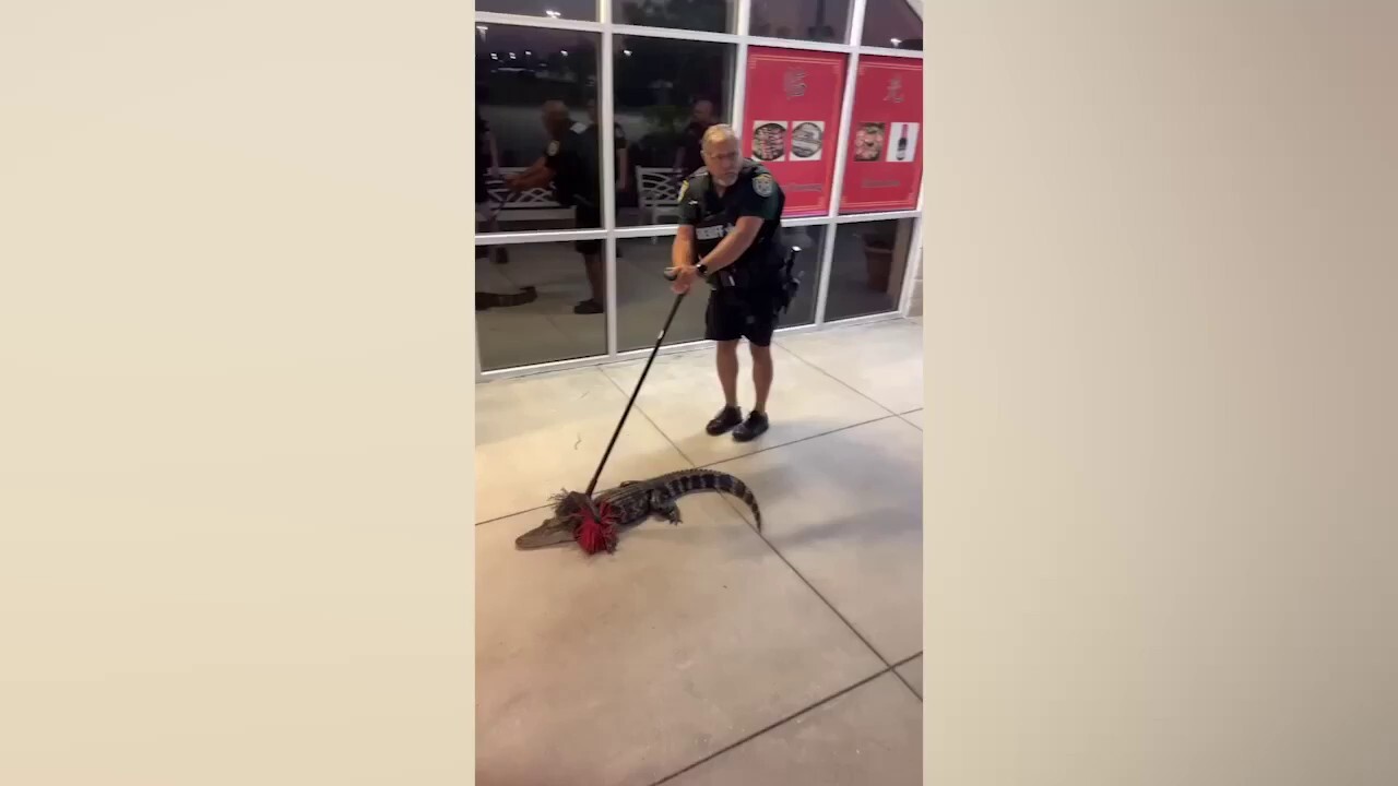 Manatee County Sheriff’s Office deputy sweeps alligator away from Florida restaurant