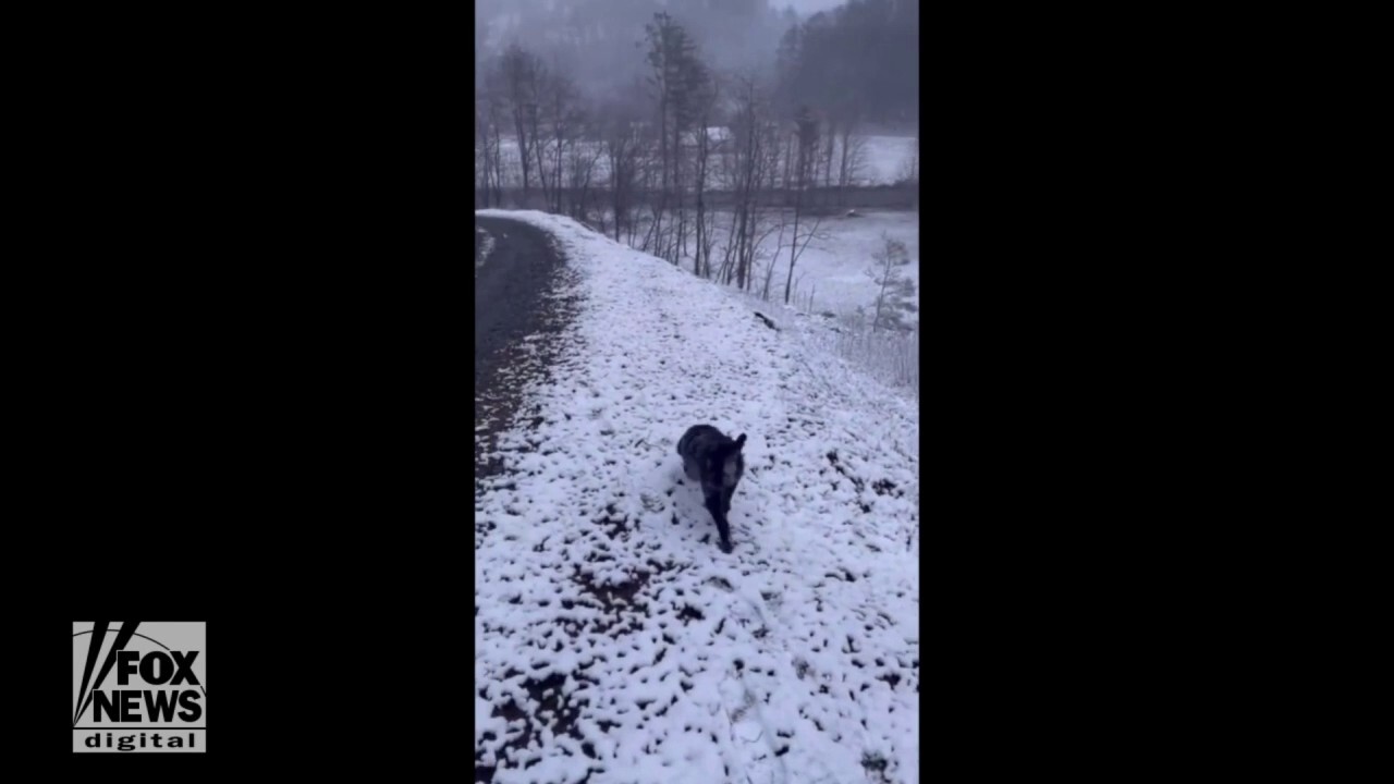 North Carolina pup enjoys the snow-covered greenery