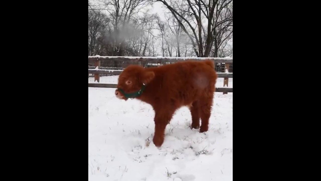 Scottish Highland calf, Hamish, plays in the snow