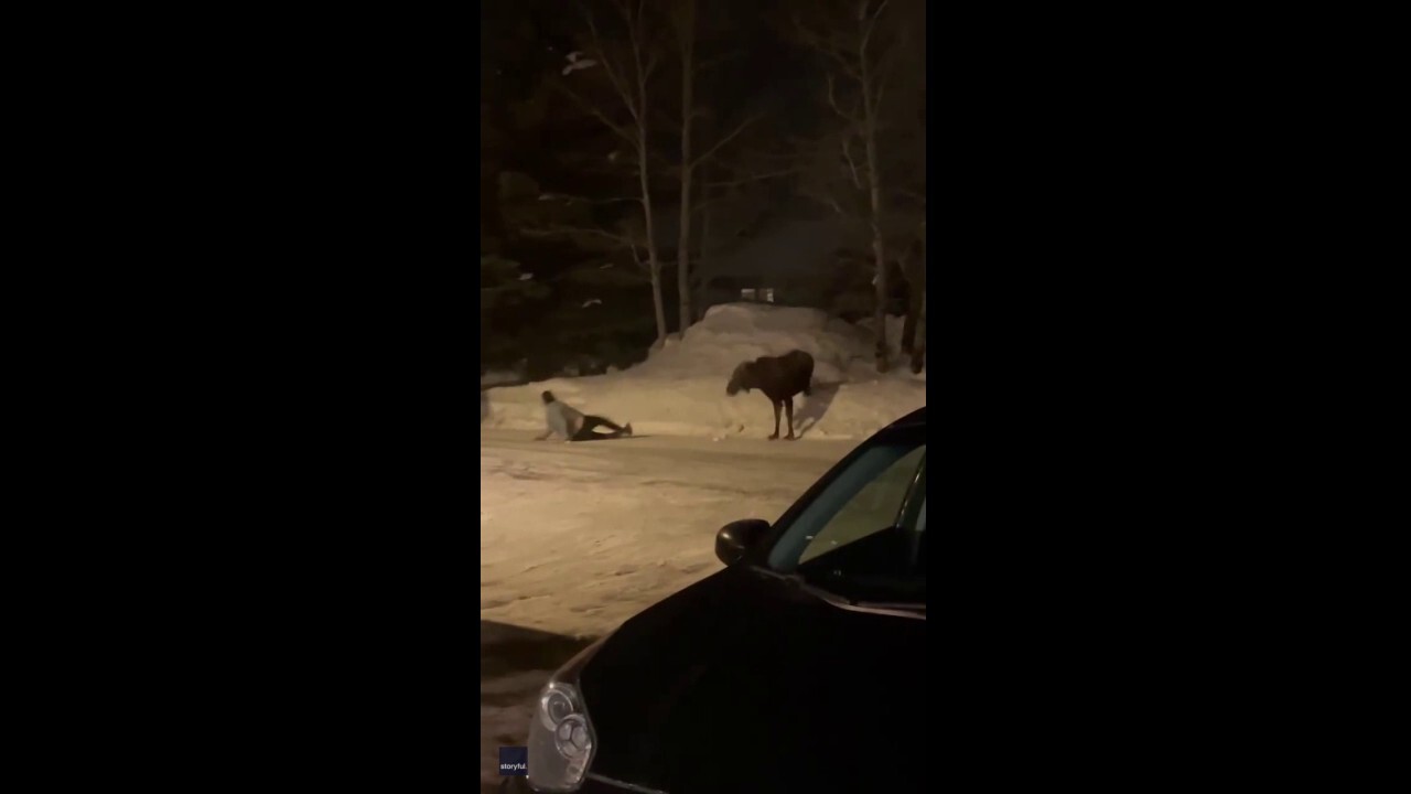Moose charges at tourist who ignored warnings