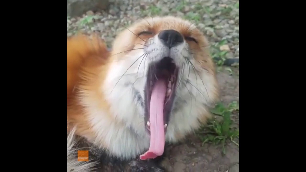 Fox squeals with joy when she gets some tender loving care