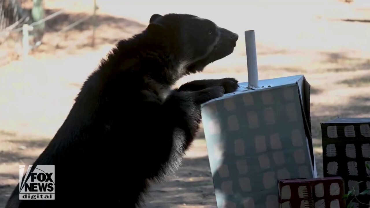Bear celebrates 4th birthday ‘King Kong’ style by ripping through cardboard city