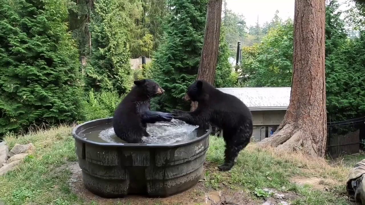 At the Oregon Zoo, bears are caught splashing in outdoor bathtub