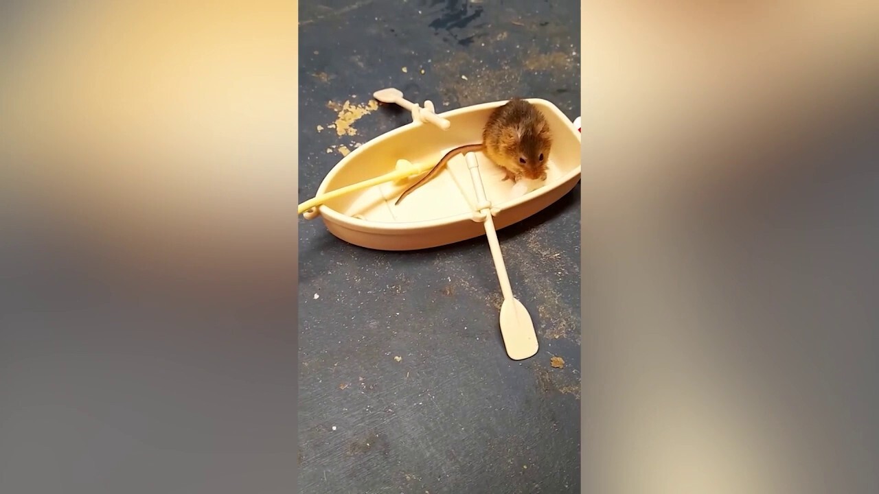 Harvest mouse dines on tiny breakfasts while living his playful life