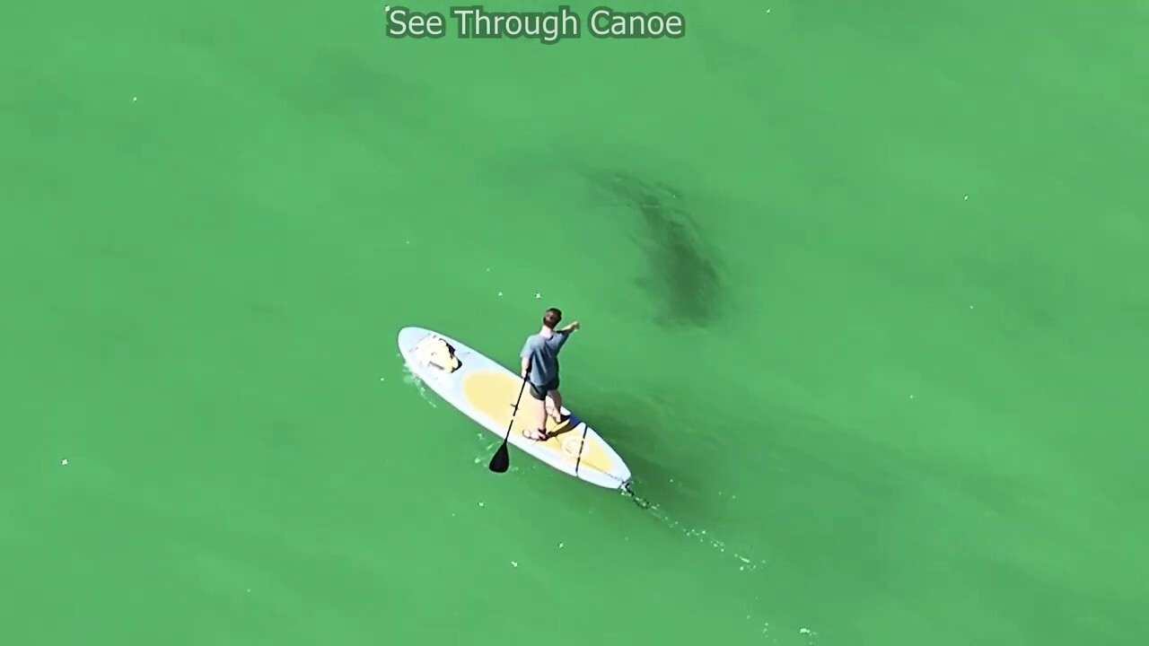 Акула чук във Флорида, заснета на видео как кръжи с гребни бордисти