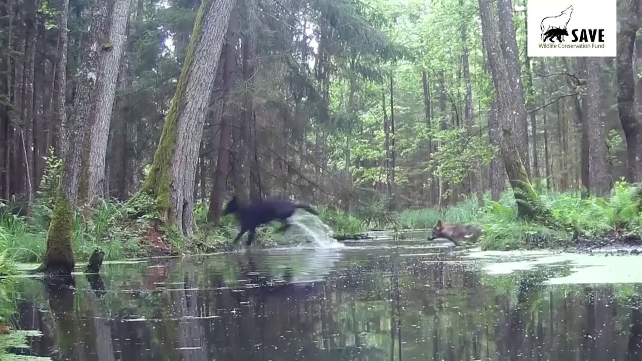 Two rare black wolves seen crossing stream in Polish forest