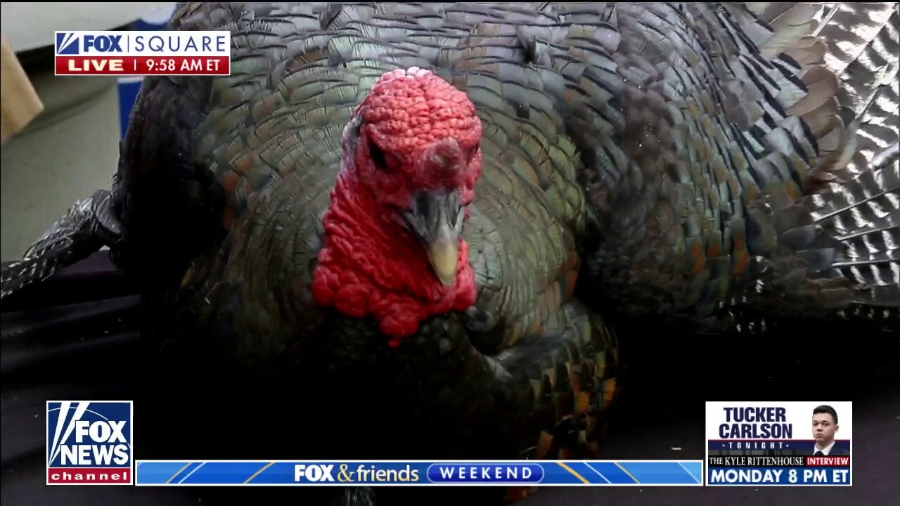 Fox & Friends pardons two turkeys ahead of Thanksgiving