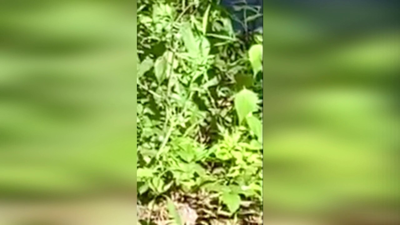 'Rogue' gator spotted in New Jersey