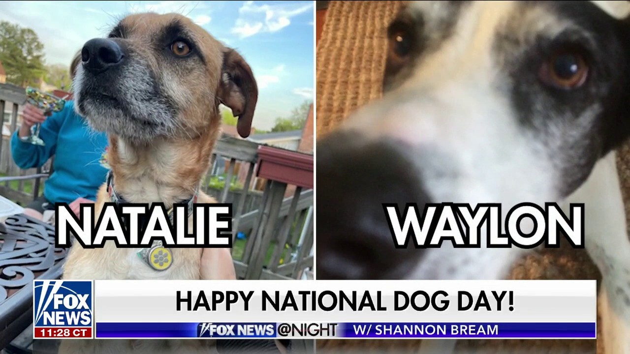 Meet the pups of ‘Fox News at Night’ in honor of National Dog Day