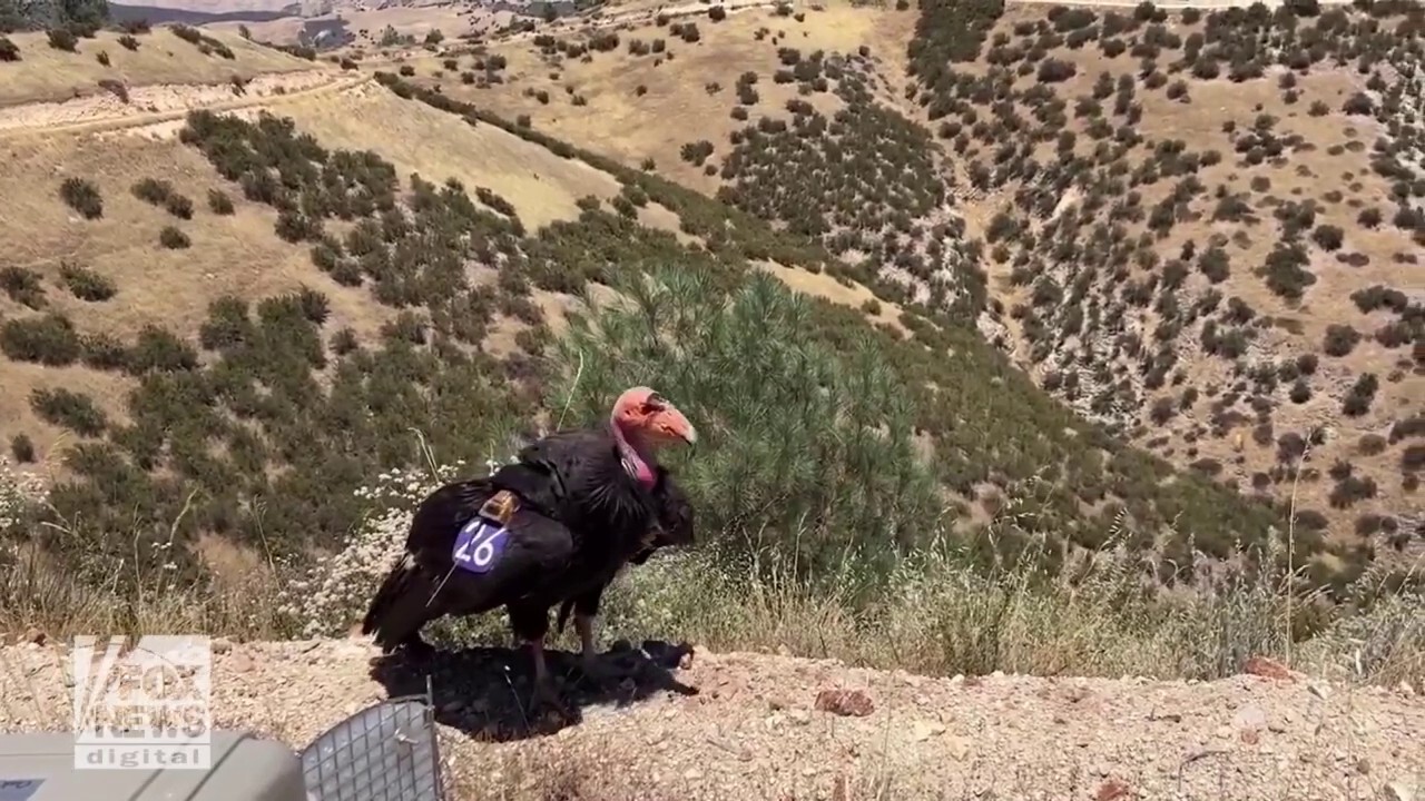 California condor is released back into the wild