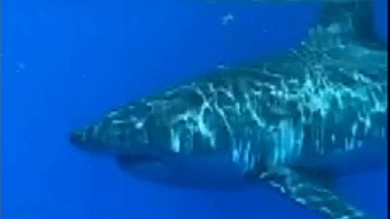 Raw video: Great white shark spotted circling fishing boat off Florida coast	