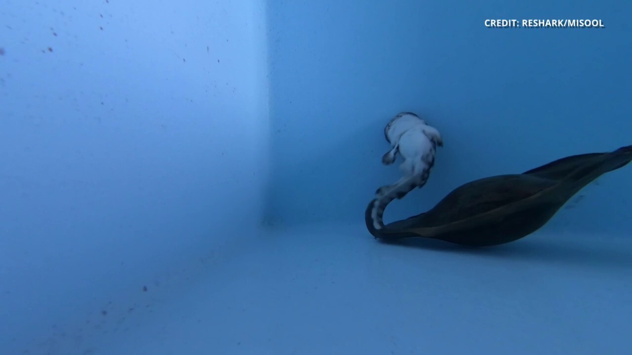 Baby zebra shark hatches from its egg — watch this amazing video!