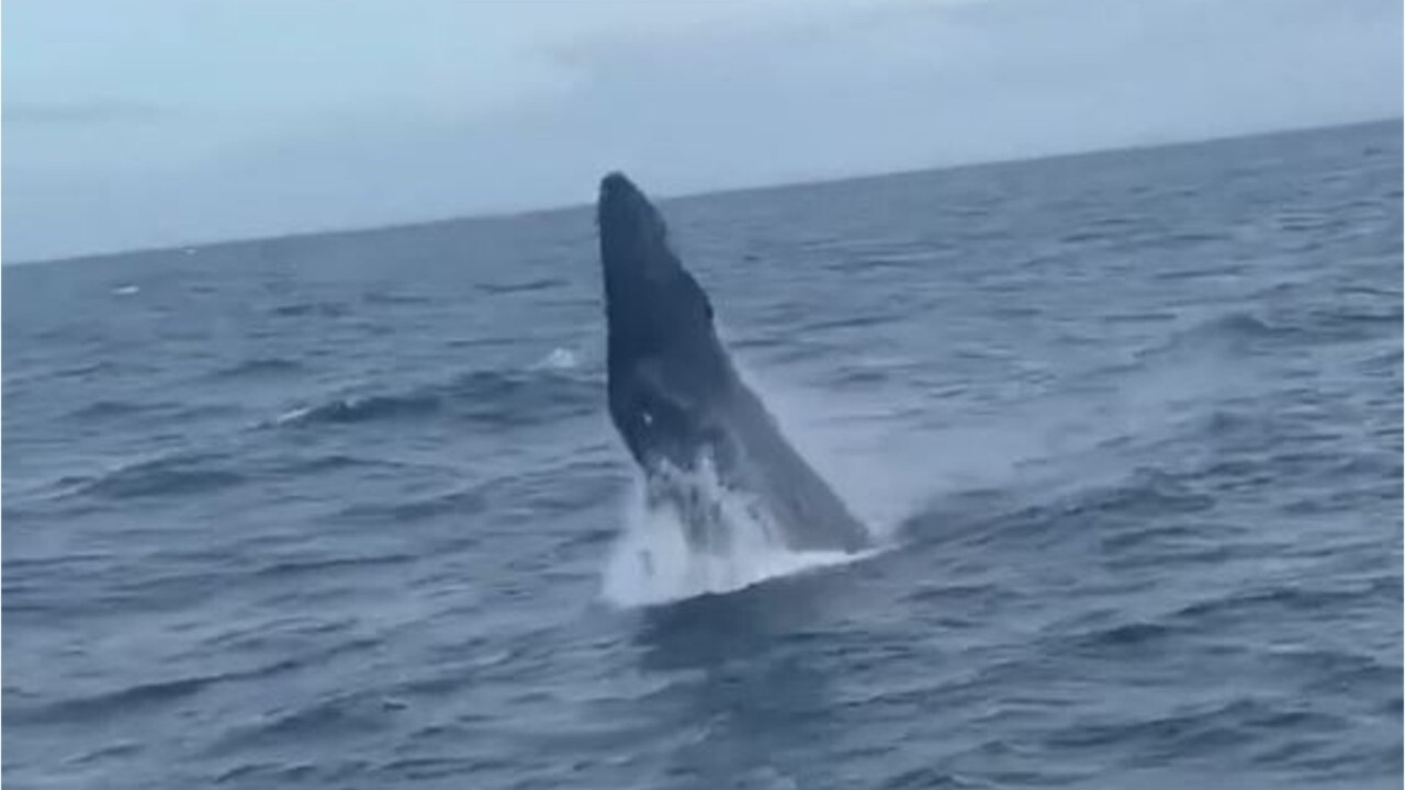 Humpback whale breaches water just yards away from fisherman's boat