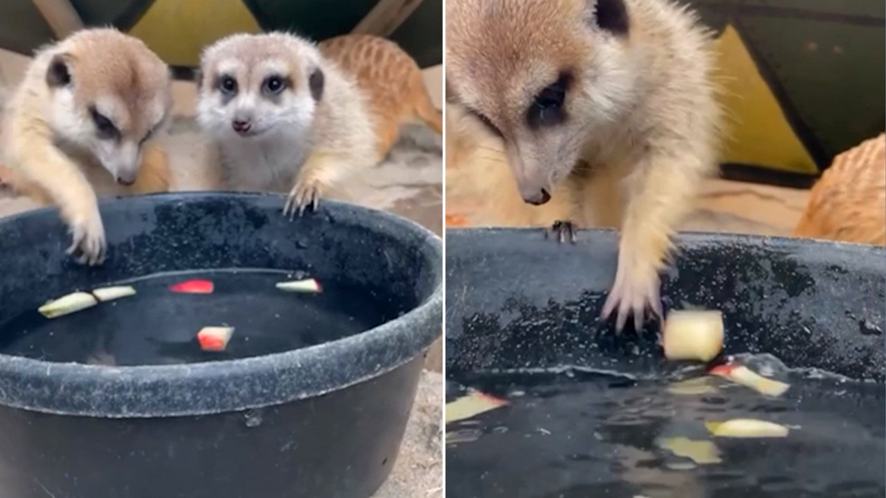 Bobbing for apples gets a wild twist as zoo residents dive in for fall feast
