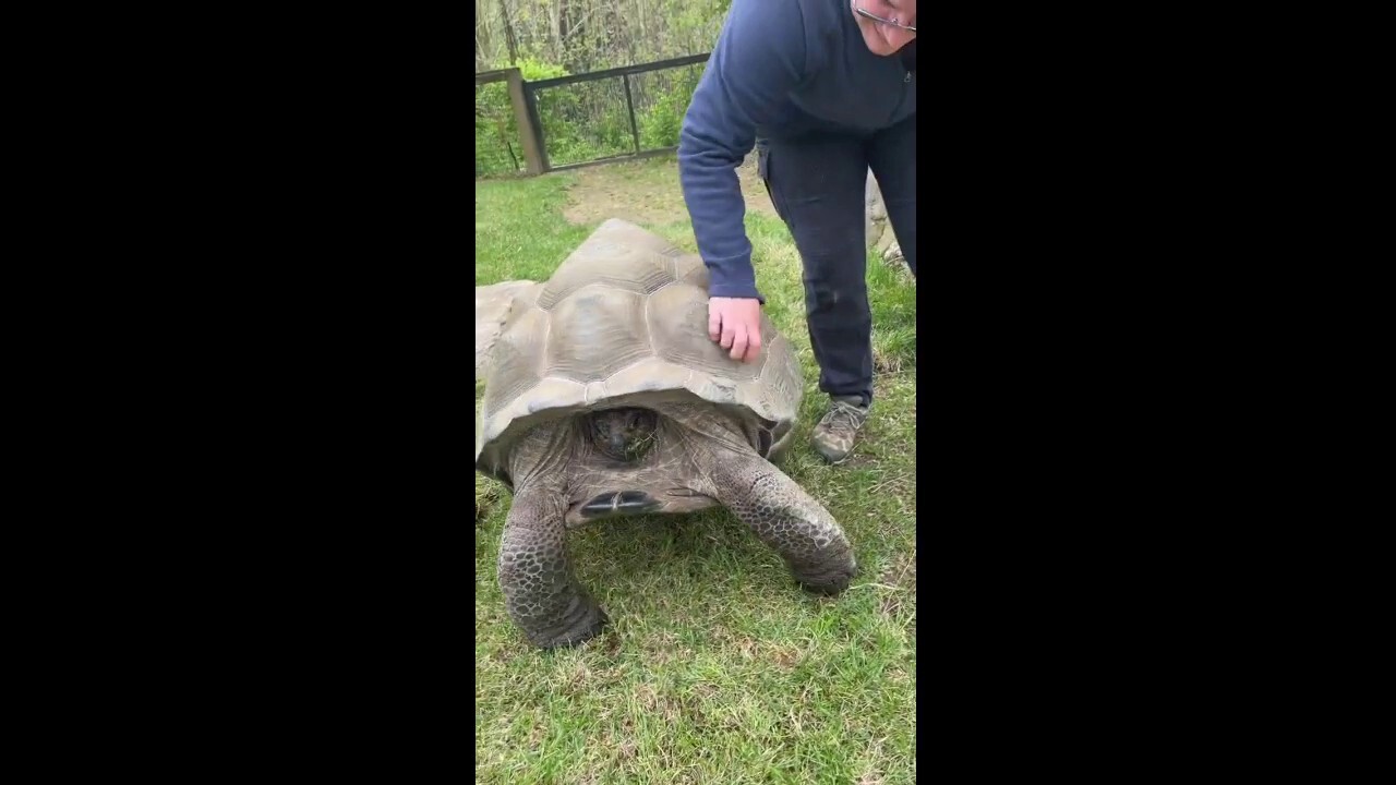 Nashville tortoise gets a ‘good shell scratch’