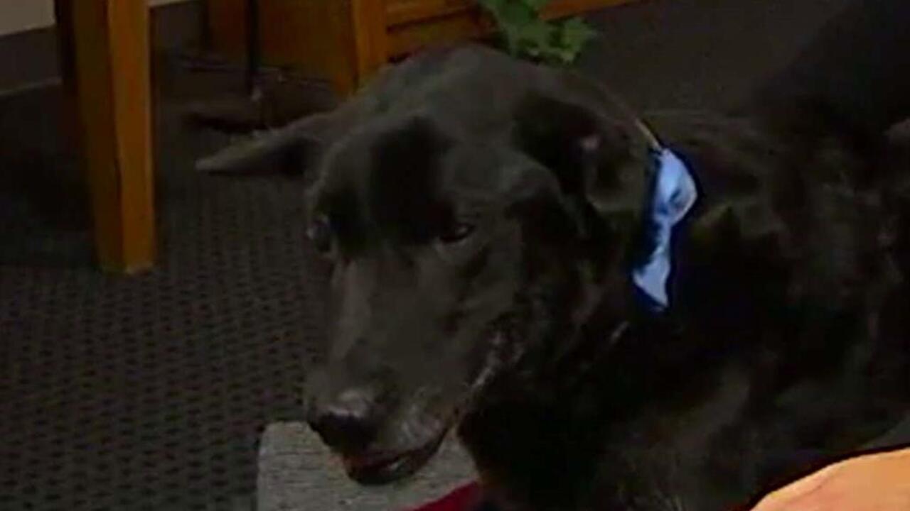 Abandoned elderly dog starts the new year in a new home
