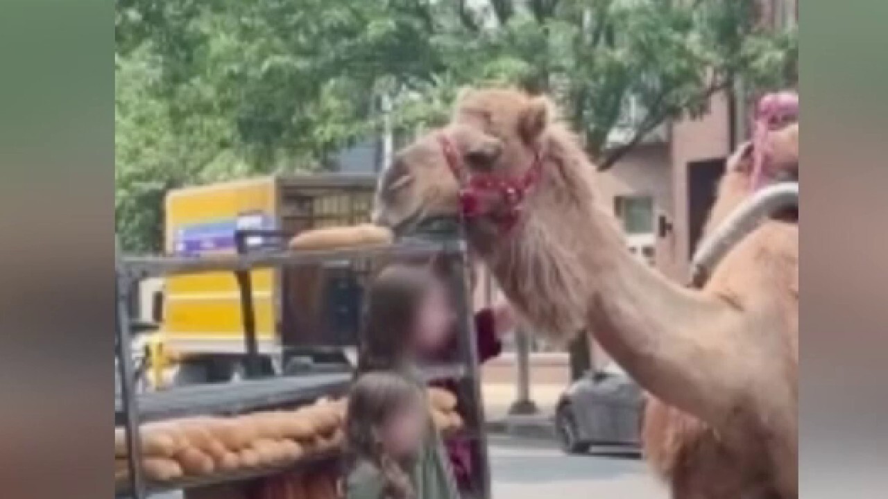 Peckish Pearl the camel chows down on hoagie roll in Philadelphia