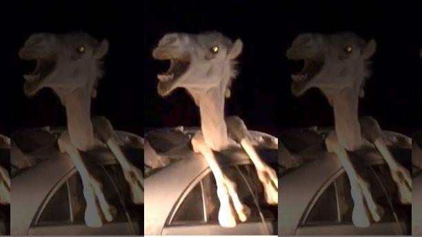 WILD video: Camel trapped inside Toyota Corolla