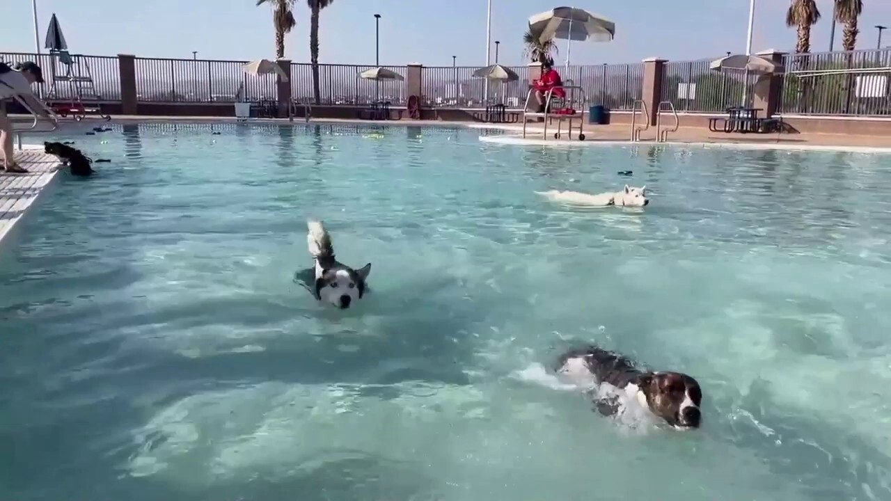 Dogs enjoy rare pool day as summer comes to a close