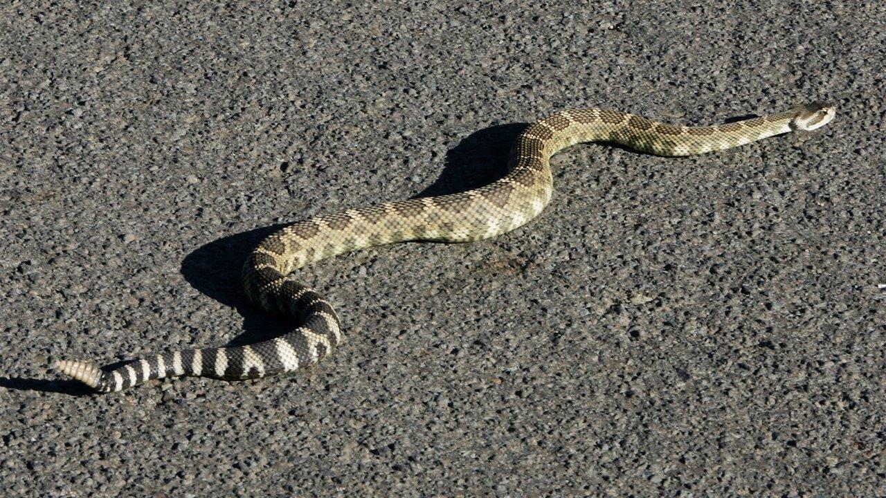 Mass. community fearful of plans for a rattlesnake colony
