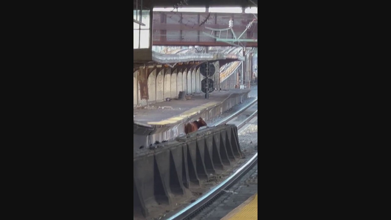 Bull seen loose on train tracks at Newark Penn Station